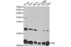 Western blot analysis of extracts of various cell lines, using DBI antibody. (Diazepam Binding Inhibitor Antikörper)