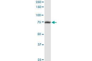 TRAP1 MaxPab rabbit polyclonal antibody. (TRAP1 Antikörper  (AA 1-704))