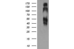Image no. 2 for anti-B and T Lymphocyte Associated (BTLA) antibody (ABIN1496980)