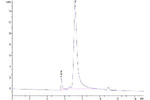 The purity of Human IL1R2 is greater than 95 % as determined by SEC-HPLC.
