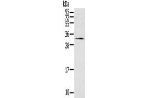 Western Blotting (WB) image for anti-Steroidogenic Acute Regulatory Protein (STAR) antibody (ABIN2430881)