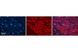 Immunohistochemistry (IHC) image for anti-Prohibitin 2 (PHB2) (C-Term) antibody (ABIN2783329)