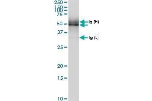 Immunoprecipitation of PUS1 transfected lysate using rabbit polyclonal anti-PUS1 and Protein A Magnetic Bead (PUS1 (Human) IP-WB Antibody Pair)