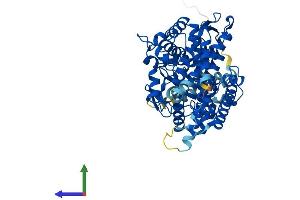 Protein Structure (PS) image for Cytochrome P450, Family 1, Subfamily B, Polypeptide 1 (CYP1B1) (AA 1-543) protein (His tag) (ABIN7563989)