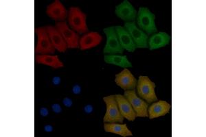 DNALI1 Mouse Monoclonal Antibody staining Hela cells by IF/ICC. (DNALI1 Antikörper)