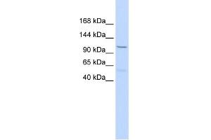 WB Suggested Anti-PCDH8 Antibody Titration:  0.