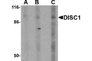 Western Blotting (WB) image for anti-Disrupted in Schizophrenia 1 (DISC1) (Middle Region) antibody (ABIN1030920) (DISC1 Antikörper  (Middle Region))