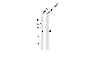 All lanes : Anti- at 1:1000 dilution Lane 1: human heart lysate Lane 2: human skeletal muscle lysate Lysates/proteins at 20 μg per lane. (PDK2 Antikörper)