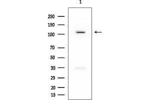 anti-Bone Morphogenetic Protein/retinoic Acid Inducible Neural-Specific 1 (BRINP1) (Internal Region) antibody