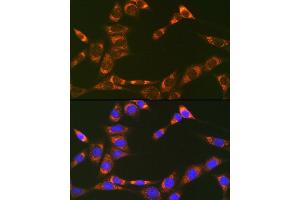 Immunofluorescence analysis of NIH-3T3 cells using Prohibitin 2 (Prohibitin 2 (PHB2)) Rabbit mAb (ABIN7269545) at dilution of 1:100 (40x lens). (Prohibitin 2 Antikörper)