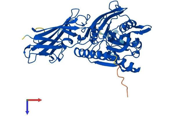ACOT6 Protein (AA 1-419) (His tag)