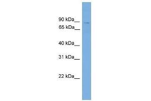 Western Blot showing QARS antibody used at a concentration of 1. (QARS Antikörper  (N-Term))