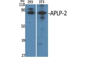 Western Blot (WB) analysis of specific cells using APLP-2 Polyclonal Antibody. (APLP2 Antikörper  (Internal Region))