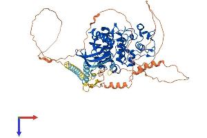 SRPK1 Protein (AA 1-648) (His tag)