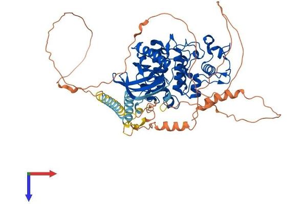SRPK1 Protein (AA 1-648) (His tag)