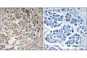 Immunohistochemistry analysis of paraffin-embedded human pancreas, using PEX11C Antibody. (PEX11G Antikörper  (AA 11-60))