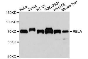 Western blot analysis of extracts of various cell lines, using RELA antibody.