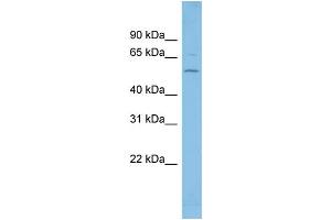 WB Suggested Anti-FGR Antibody Titration: 0. (Fgr Antikörper  (Middle Region))