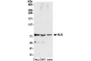 anti-Neurolysin (Metallopeptidase M3 Family) (NLN) (AA 25-75) antibody