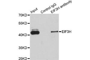 Immunoprecipitation analysis of 200ug extracts of Jurkat cells using 1ug EIF3H antibody. (EIF3H Antikörper)
