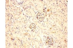 IHC-P: ACTH antibody testing of mouse kidney tissue (ACTH Antikörper  (Middle Region))