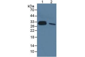 Mouse Detection antibody from the kit in WB with Positive Control:  Sample Sample: Lane1: Human Lung Tissue; Lane2: Rat Liver Tissue.