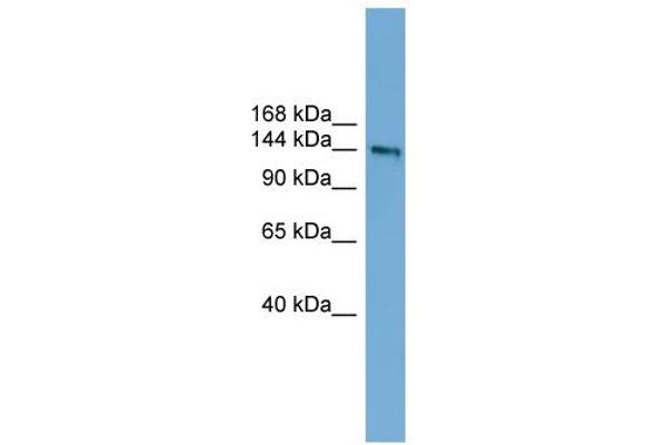 DCC antibody  (Middle Region)