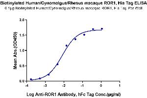 ELISA image for Receptor Tyrosine Kinase-Like Orphan Receptor 1 (ROR1) (AA 30-403) protein (His-Avi Tag,Biotin) (ABIN7275533)