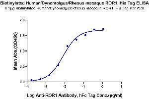 Immobilized Biotinylated Human/Cynomolgus/Rhesus macaque ROR1 at 1 μg/mL (100 μL/Well) on the plate.