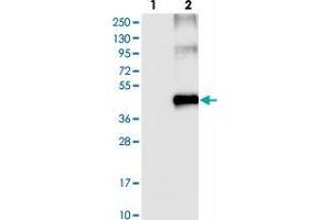 Western blot analysis of Lane 1: Negative control (vector only transfected HEK293T lysate). (SLC16A7 Antikörper)