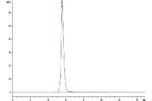 The purity of Human CD5 is greater than 95 % as determined by SEC-HPLC. (CD5 Protein (CD5) (AA 25-371) (Fc-Avi Tag))