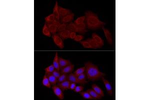 Immunofluorescence analysis of HeLa cells using STX17 Rabbit pAb (ABIN7270682) at dilution of 1:100 (40x lens). (Syntaxin 17 Antikörper  (AA 1-130))