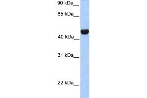 WB Suggested Anti-RTN4 Antibody Titration:  0.