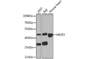 Western blot analysis of extracts of various cell lines, using NR2E3 antibody (ABIN1882361) at 1:1000 dilution. (NR2E3 Antikörper)