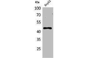 Western Blot analysis of HepG2 cells using HoxD3 Polyclonal Antibody (HOXD3 Antikörper  (Internal Region))