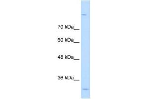 MPPED2 antibody used at 0. (MPPED2 Antikörper  (C-Term))