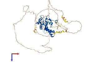 NFIX Protein (AA 1-502) (His tag)