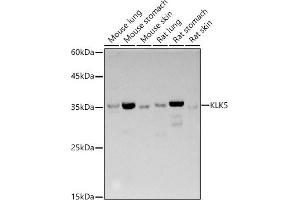 Western blot analysis of extracts of various cell lines, using KLK5 antibody (ABIN3017128, ABIN3017129, ABIN3017130, ABIN1680614 and ABIN6219971) at 1:500 dilution. (Kallikrein 5 Antikörper)