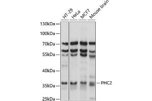 Western blot analysis of extracts of various cell lines, using PHC2 antibody (ABIN7269455) at 1:1000 dilution. (PHC2 Antikörper  (AA 1-240))