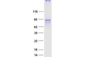 Western Blotting (WB) image for Opioid Receptor, mu 1 (OPRM1) protein (Myc-DYKDDDDK Tag) (ABIN2727919)