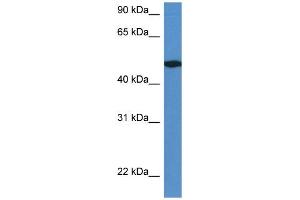 WB Suggested Anti-Ier5l Antibody Titration: 1. (IER5L Antikörper  (C-Term))