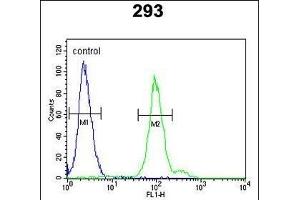 CFB Antibody (Center) (ABIN652979 and ABIN2842621) flow cytometric analysis of 293 cells (right histogram) compared to a negative control cell (left histogram). (Complement Factor B Antikörper  (AA 469-494))