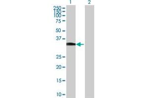 Western Blot analysis of HOXC8 expression in transfected 293T cell line by HOXC8 MaxPab polyclonal antibody. (HOXC8 Antikörper  (AA 1-242))