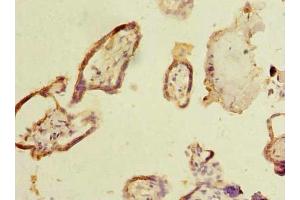 Immunohistochemistry of paraffin-embedded human placenta tissue using ABIN7160527 at dilution of 1:100 (Myoneurin Antikörper  (AA 51-330))