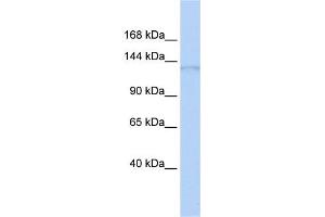 Western Blotting (WB) image for anti-DNA Repair Protein Complementing XP-G Cells (ERCC5) antibody (ABIN2459724) (ERCC5 Antikörper)