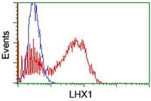 Image no. 2 for anti-LIM Homeobox 1 (LHX1) (AA 100-362) antibody (ABIN1490807) (LHX1 Antikörper  (AA 100-362))