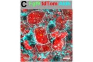 Immunofluorescence of mouse MNTB neurons showing Fgf9 (green) along with tdTomato(red) and Aldh1L1(cyan).
