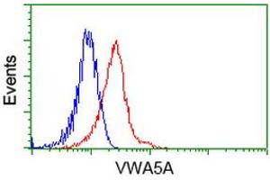 Image no. 2 for anti-Von Willebrand Factor A Domain Containing 5A (VWA5A) antibody (ABIN1501741) (VWA5A Antikörper)