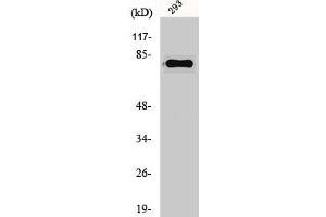 Western Blot analysis of 293 cells using Gas6 Polyclonal Antibody (GAS6 Antikörper  (Internal Region))