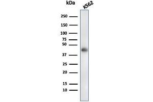 Western Blot Analysis of K562 cell lysate usingGlycophorin A Mouse Recombinant Monoclonal Antibody (rGYPA/280). (Rekombinanter CD235a/GYPA Antikörper)